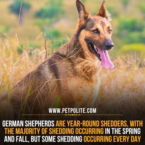 How often does a German Shepherd dog shed?