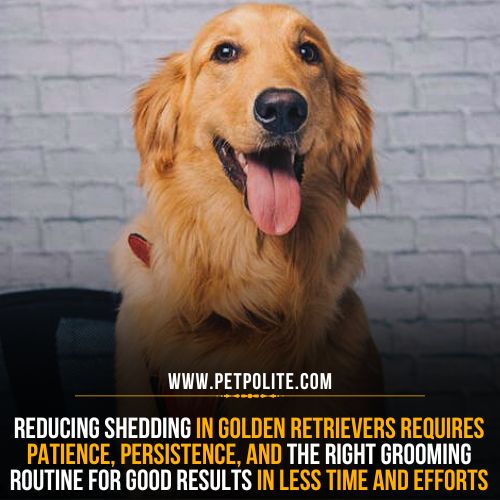 How to reduce Golden Retriever shedding?