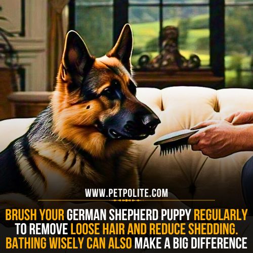 How to stop German Shepherd puppy shedding?