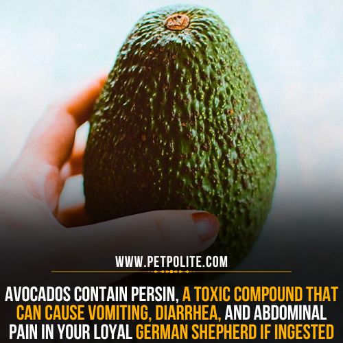 Is avocado poisonous to German Shepherds?