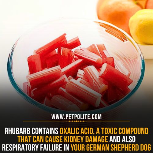 Is rhubarb poisonous to German Shepherds?