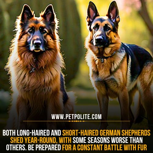 Long-haired German Shepherd shedding.