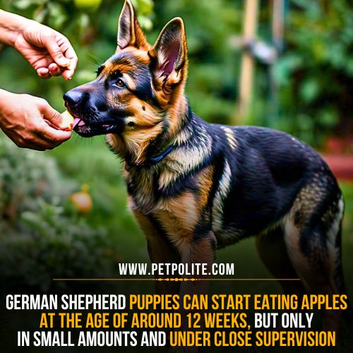 What age can German Shepherd puppies eat apples?