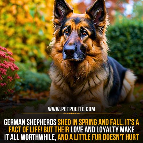 What months do German Shepherds shed?