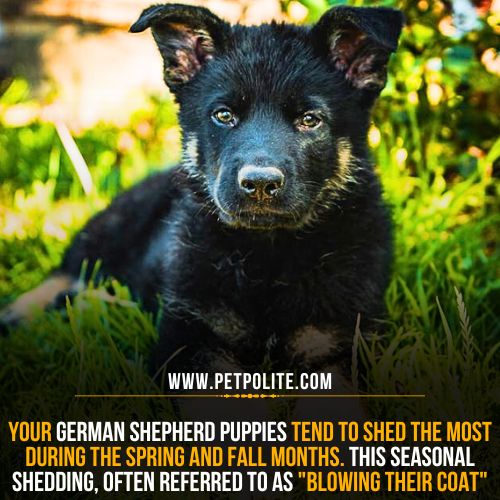 What months dog German Shepherd puppies shed?