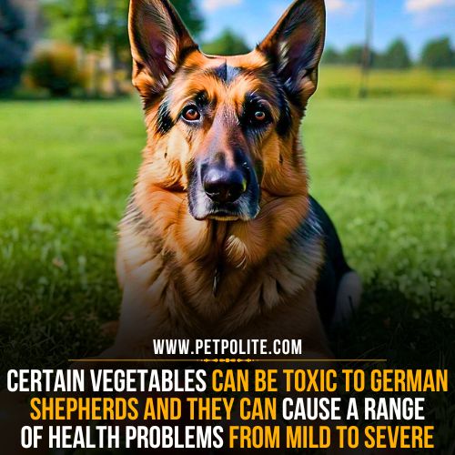 What vegetables are poisonous to German Shepherds?