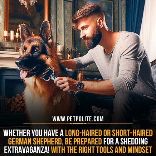 Which sheds more between long hair and short hair German Shepherds?