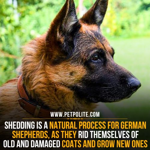 Why do German Shepherd dogs shed?