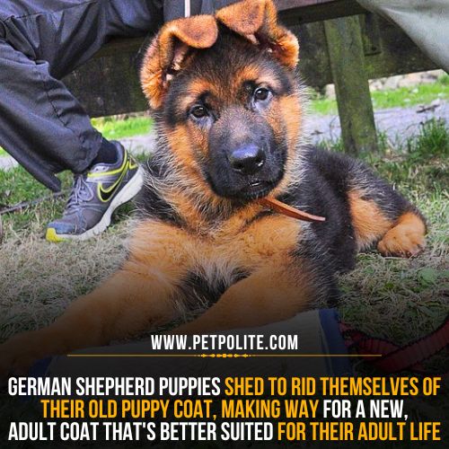 Why do German Shepherd puppies shed?