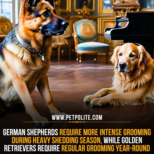 Why German Shepherds shed more than Golden Retrievers?