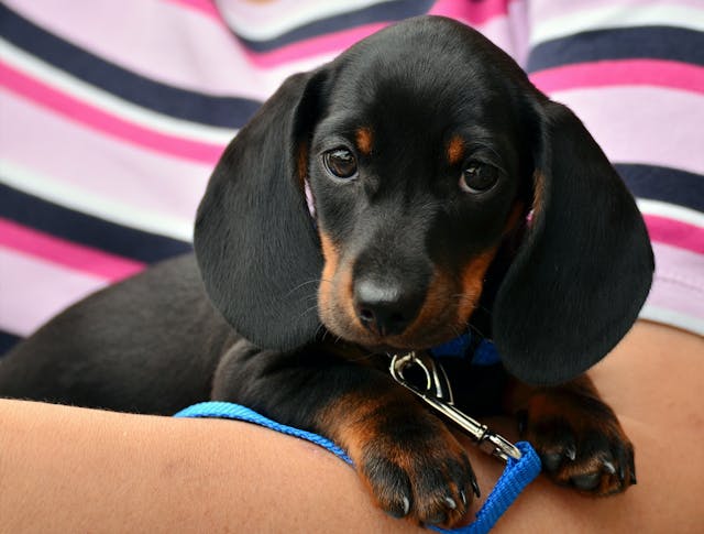 A black dog sitting on a sofa.