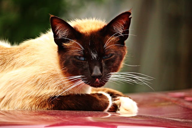 A brown cat lying on red surface.