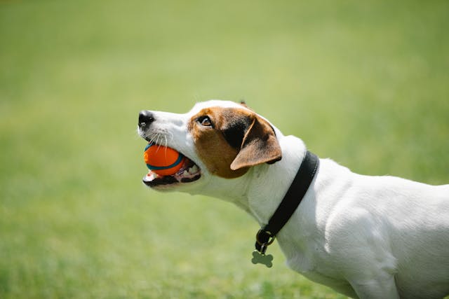 A dog in black collar with ball in teeth.