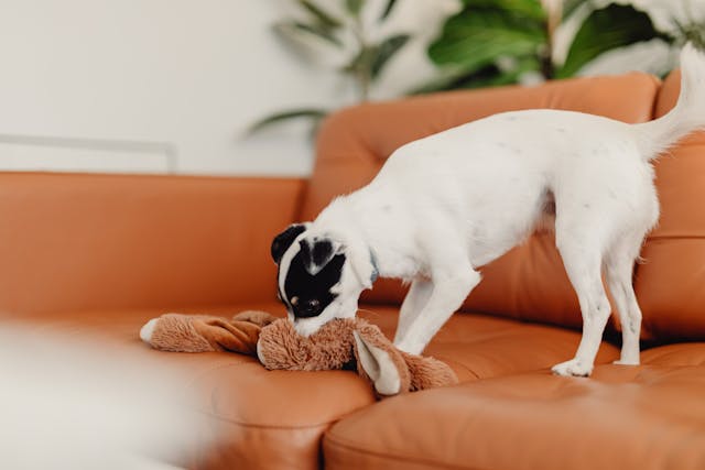 A dog on sofa biting fluffy toy.