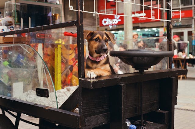 A dog sitting in a cart.