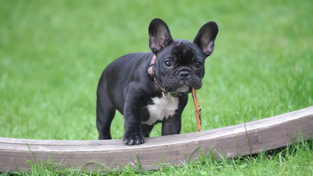 A French Bulldog puppy playing in a garden.