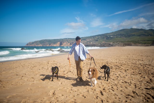 A man walking with his pet dogs at the beach.