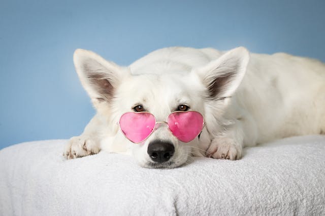 A medium short-coated dog sitting on a white textile.