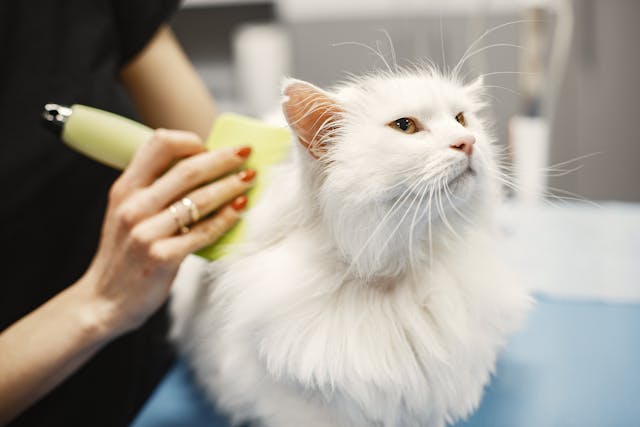 A pet groomer gently grooming a white cat.