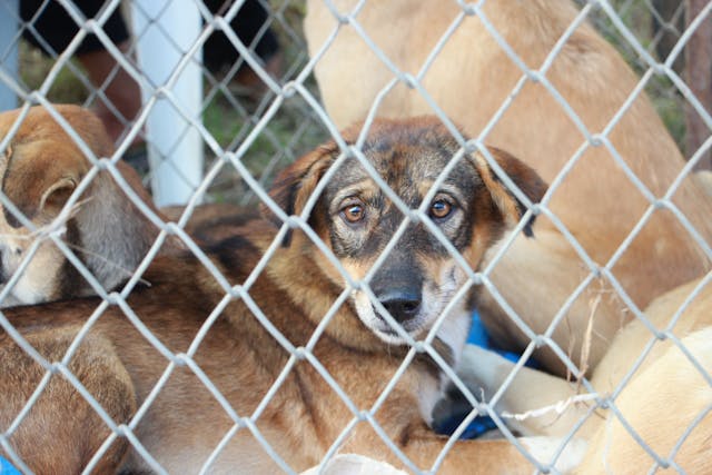 A short-coated tan dog inside a fence.