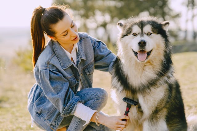 A girl in blue denim jacket brushing her Siberian Husky.