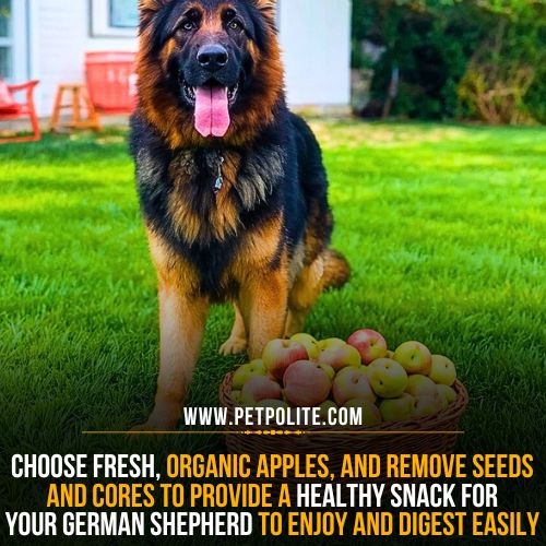 Can German Shepherds eat apples?