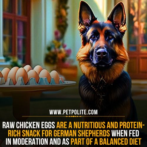 Can German Shepherds eat raw chicken eggs?