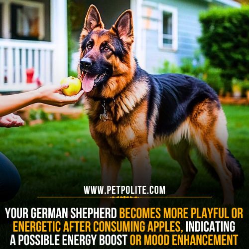 Do German Shepherds love to eat apples?