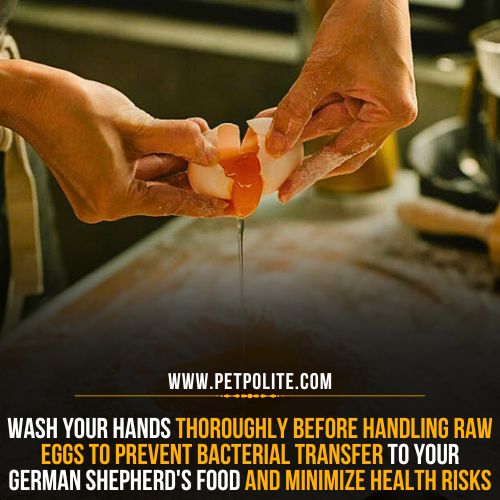 How to prepare raw eggs for German Shepherds?