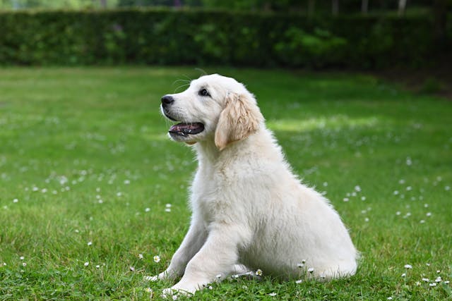 A Labrador Retriever puppy sitting in a grassy garden.