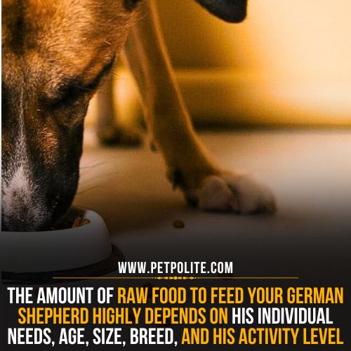 How much raw food can I feed my German Shepherd?