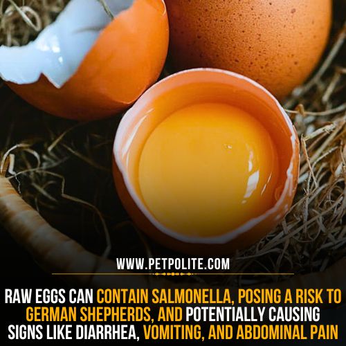 What are risks in feeding raw eggs to German Shepherds?